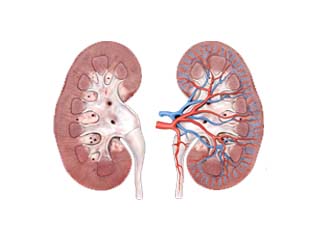 Nephropathy