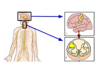 Somatic Nervous System