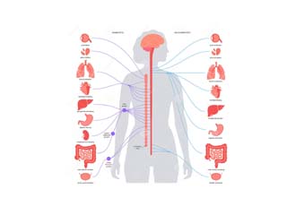 Autonomic Nervous System