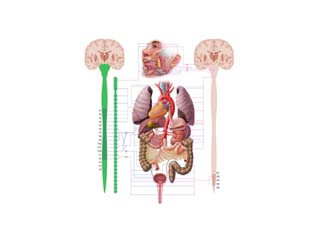 Sympathetic Nervous System