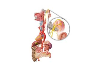 Parasympathetic Nervous System