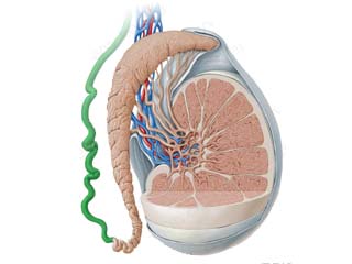 Urology disease